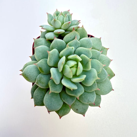 Painted Lady Succulent(Painted Lady Succulent)