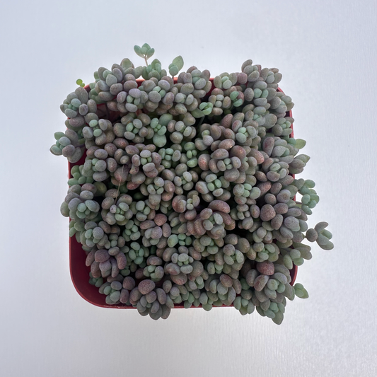 Sedum dasyphyllum ‘Minor’ (Corsican Stonecrop)