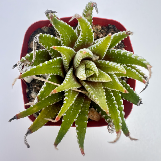 Golden Zebra(Haworthia fasciata)