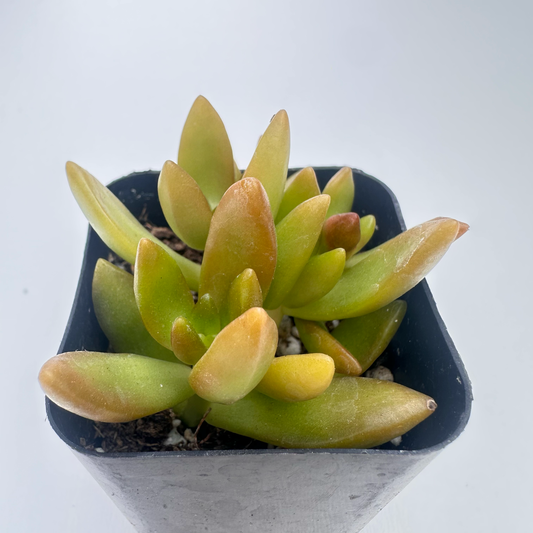 Sedum adolphi(Golden Sedum)