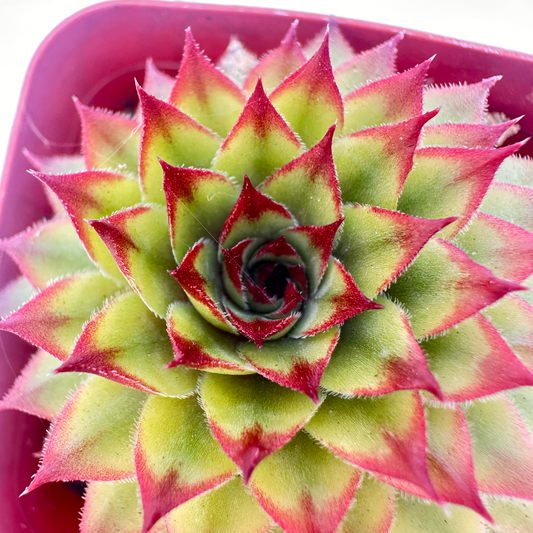 Echeveria agavoides 'Lipstick'(Lipstick Wax Agave)