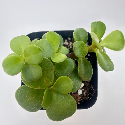 Crassula ovata (Baby Jade )