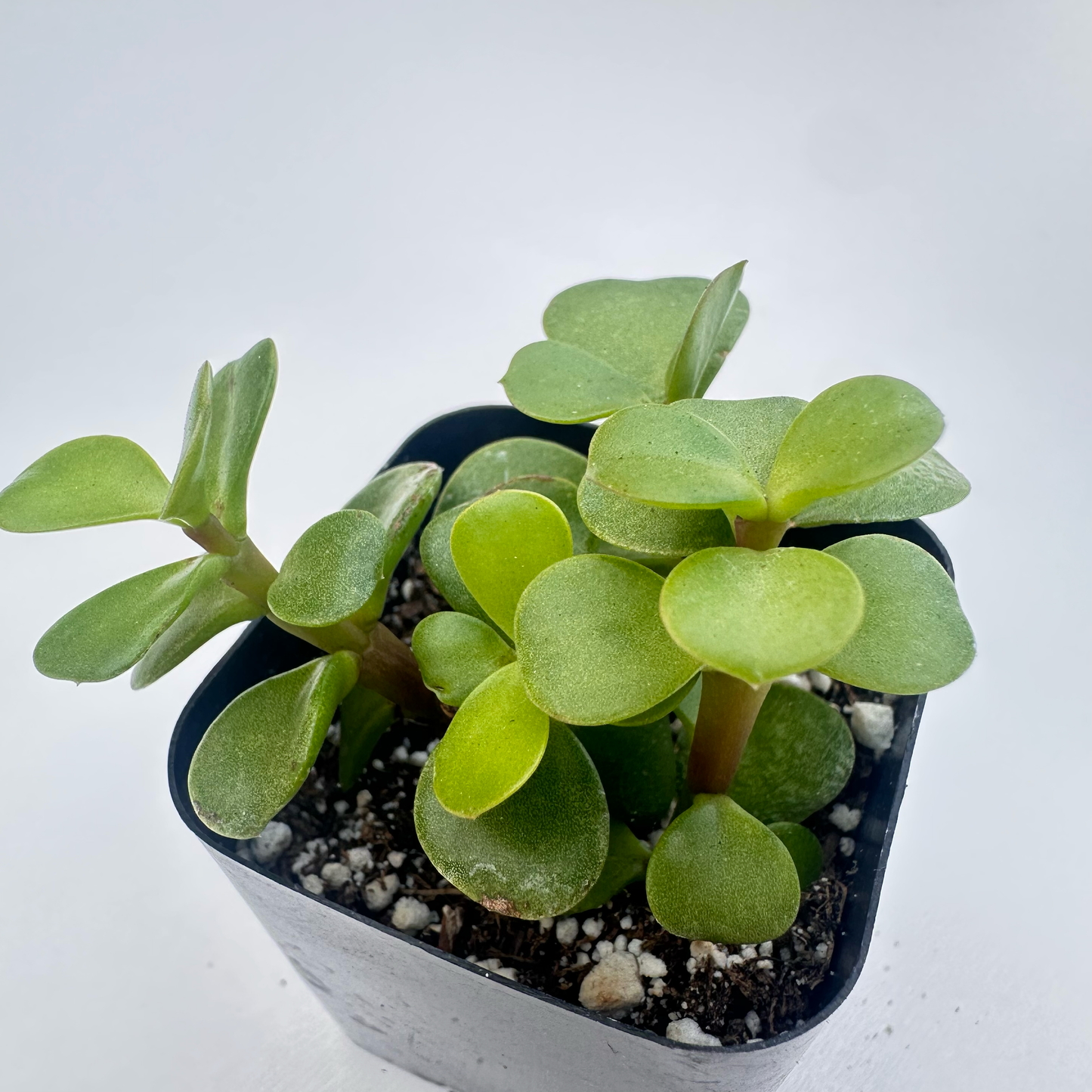 Portulacaria afra-Elephant Bush