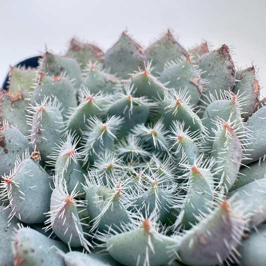 Echeveria Setosa (Plush Plant)