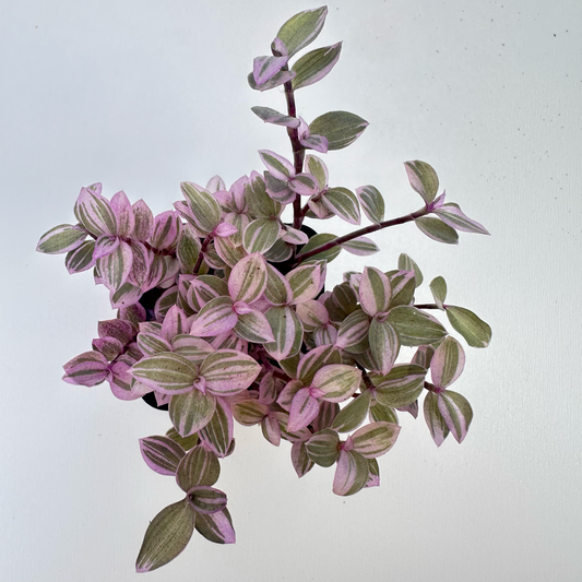 Tradescantia Callisia (Pink Panther)