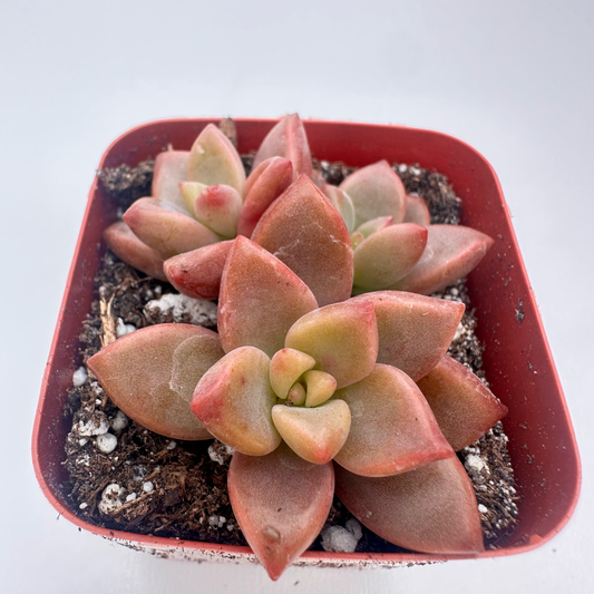 Graptopetalum Bronz (Alpenglow)