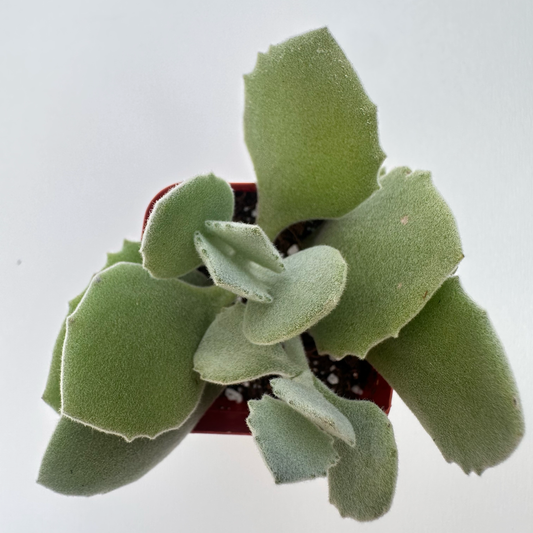 Kalanchoe millotii (Millot Kalanchoe)