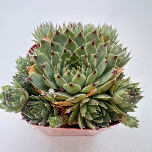 Sempervivum calcareum (Red Tip)