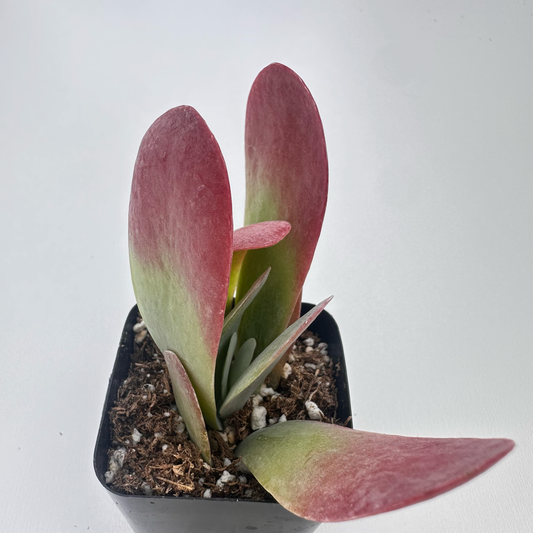 Kalanchoe thyrsiflora (Flapjack)