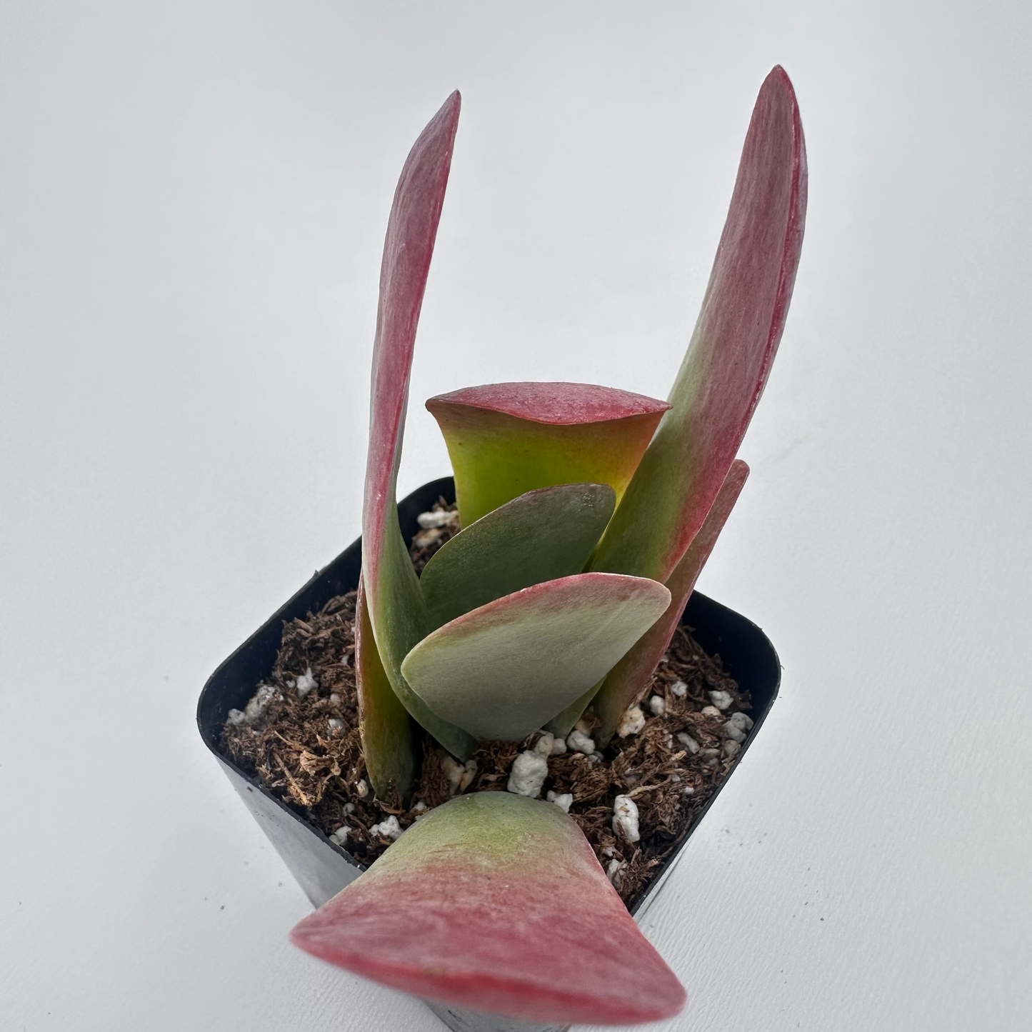 Kalanchoe thyrsiflora (Flapjack)