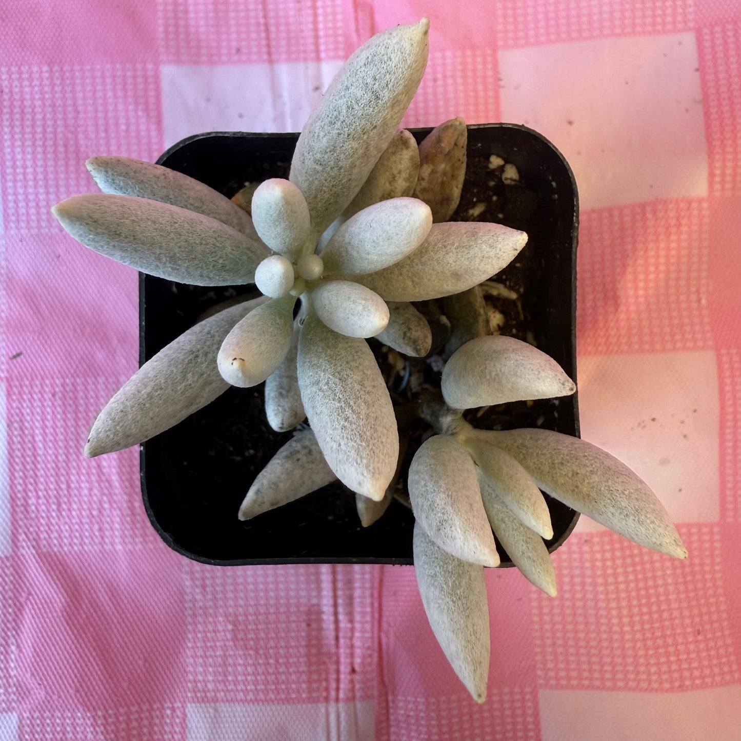 Woolly senecio (Senecio haworthii)