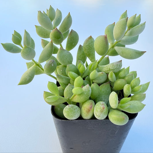 Cotyledon pendens (Cliff Cotyledon)