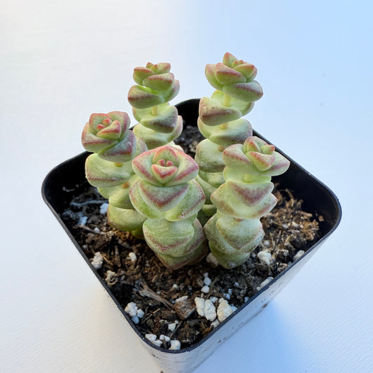 Crassula rupestris (Baby’s Necklace Crassula)