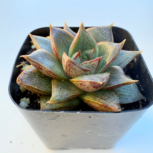 Echeveria purpusorum (Purpus’ Echeveria)
