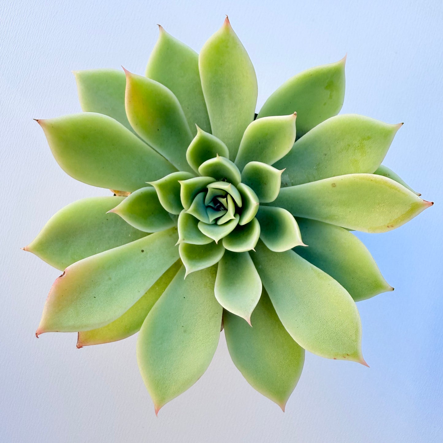 Echeveria ‘Blue Atoll’ (Blue Atoll Echeveria)