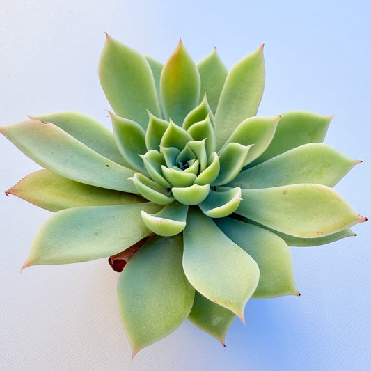 Echeveria ‘Blue Atoll’ (Blue Atoll Echeveria)