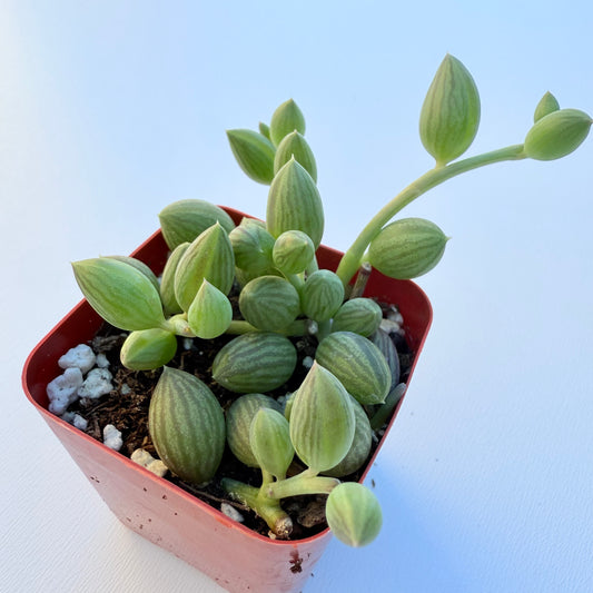 Curio herreanus (String of Watermelons)