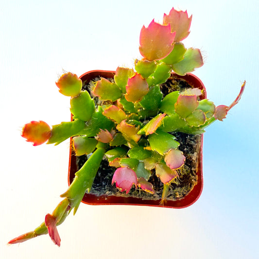 Schlumbergera truncata (Thanksgiving Cactus)