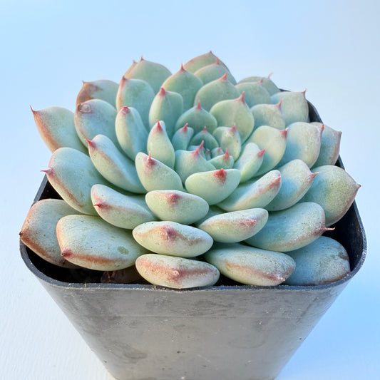 Echeveria minima (Miniature Echeveria)