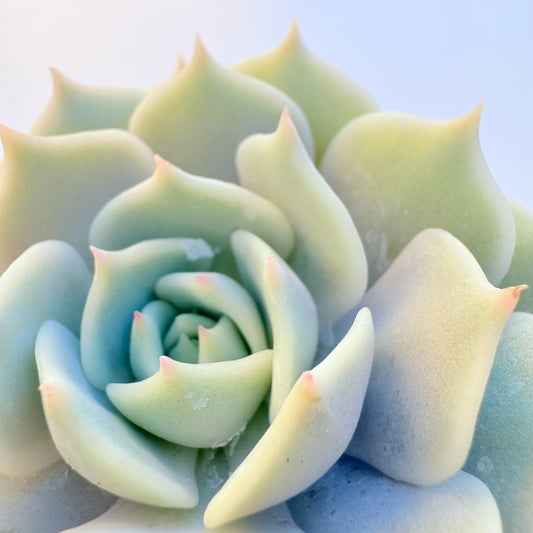 Echeveria ‘Lola’ (Lola)