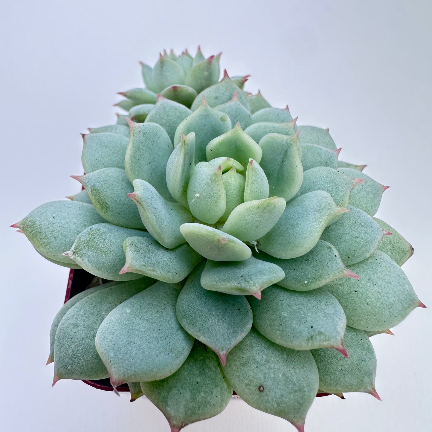 Painted Lady Succulent（Painted Lady Succulent）