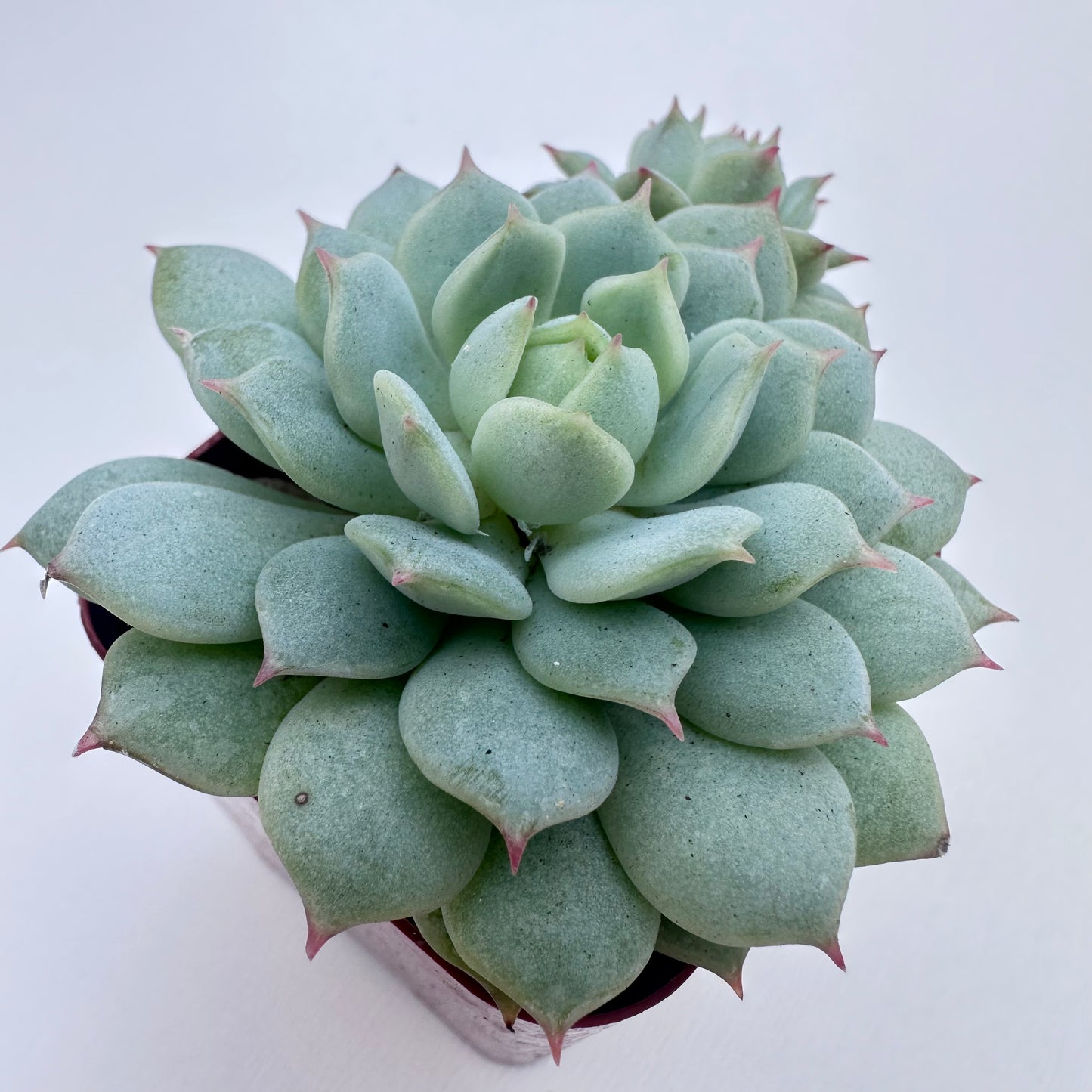 Painted Lady Succulent（Painted Lady Succulent）