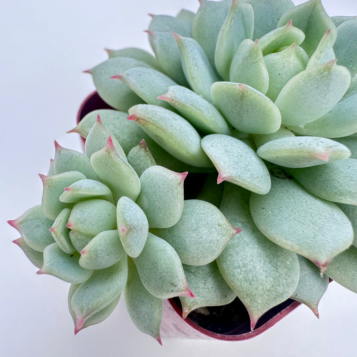 Painted Lady Succulent（Painted Lady Succulent）