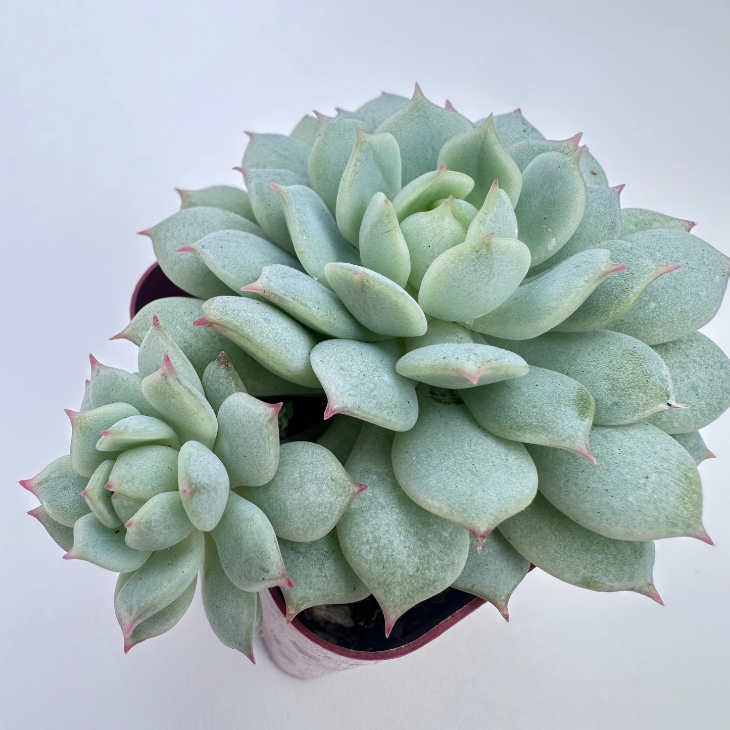 Painted Lady Succulent（Painted Lady Succulent）