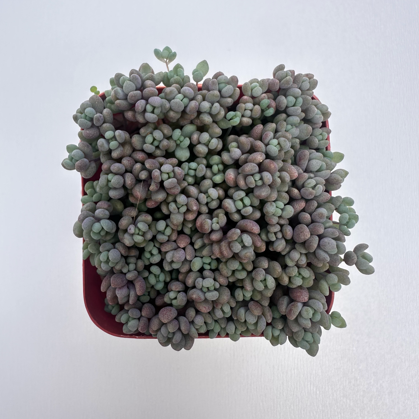 Sedum dasyphyllum ‘Minor’ (Corsican Stonecrop)