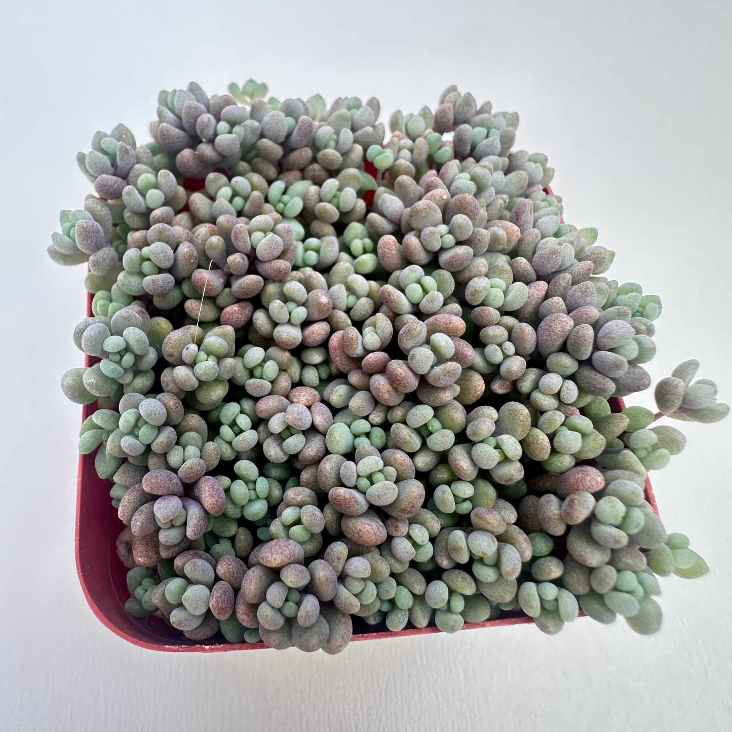 Sedum dasyphyllum ‘Minor’ (Corsican Stonecrop)