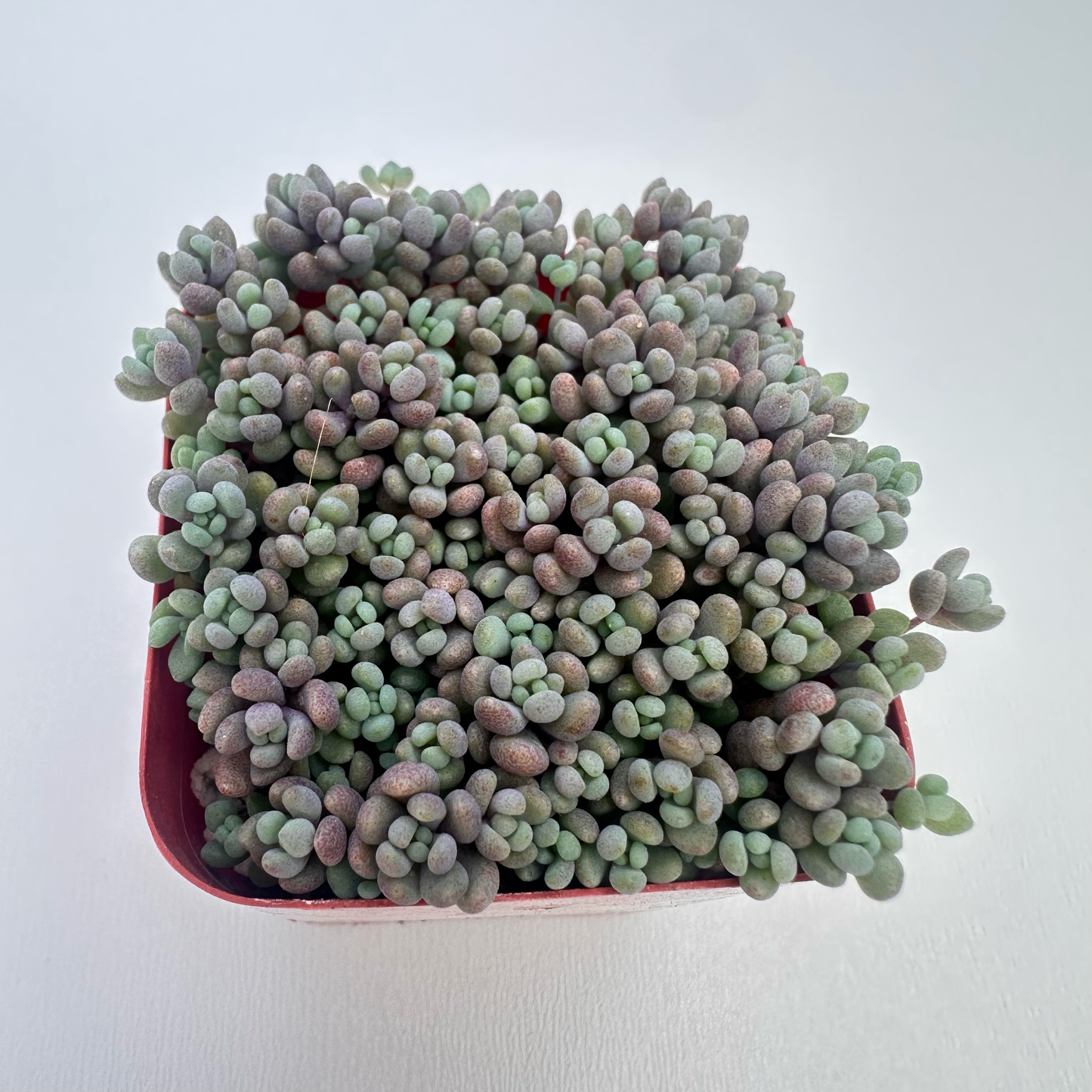 Sedum dasyphyllum ‘Minor’ (Corsican Stonecrop)