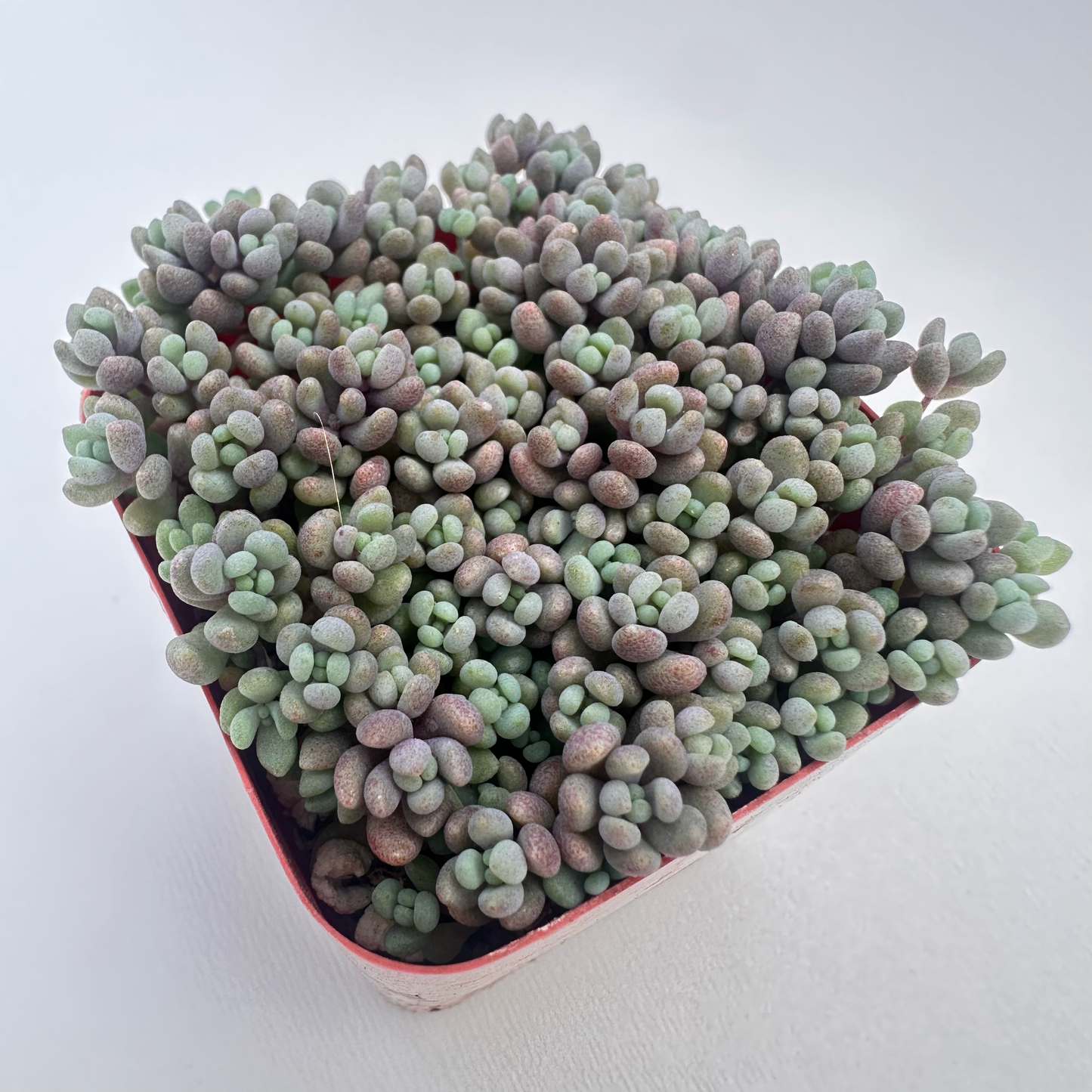 Sedum dasyphyllum ‘Minor’ (Corsican Stonecrop)
