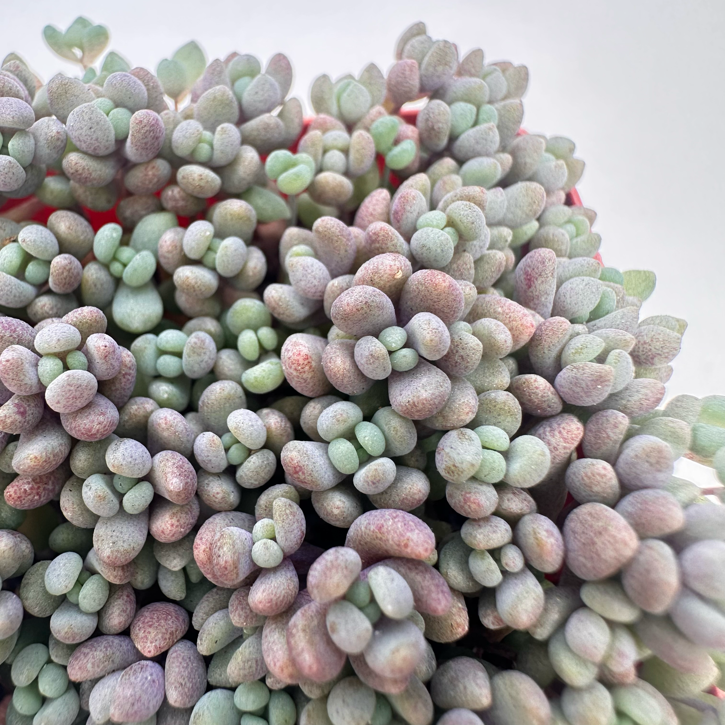 Sedum dasyphyllum ‘Minor’ (Corsican Stonecrop)