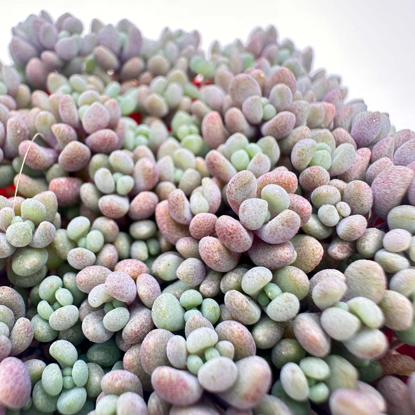 Sedum dasyphyllum ‘Minor’ (Corsican Stonecrop)