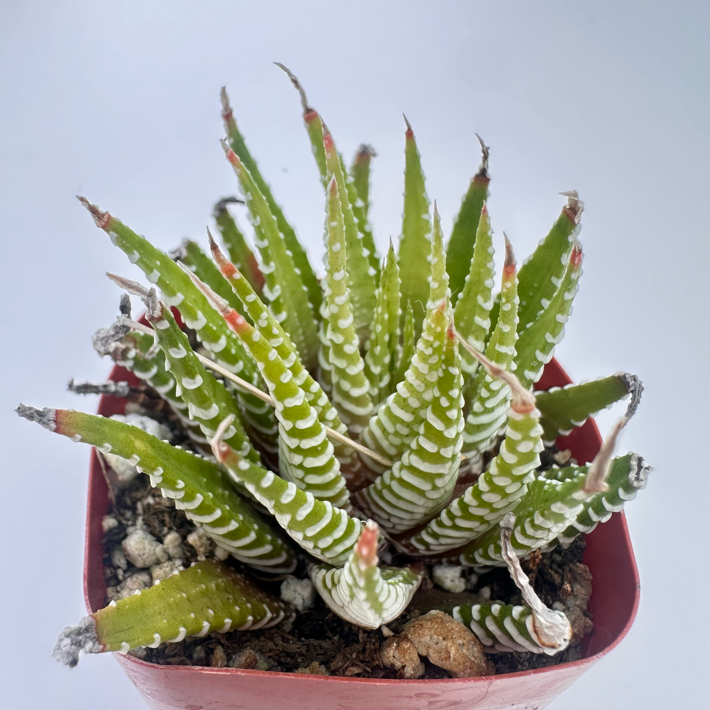 Golden Zebra(Haworthia fasciata)