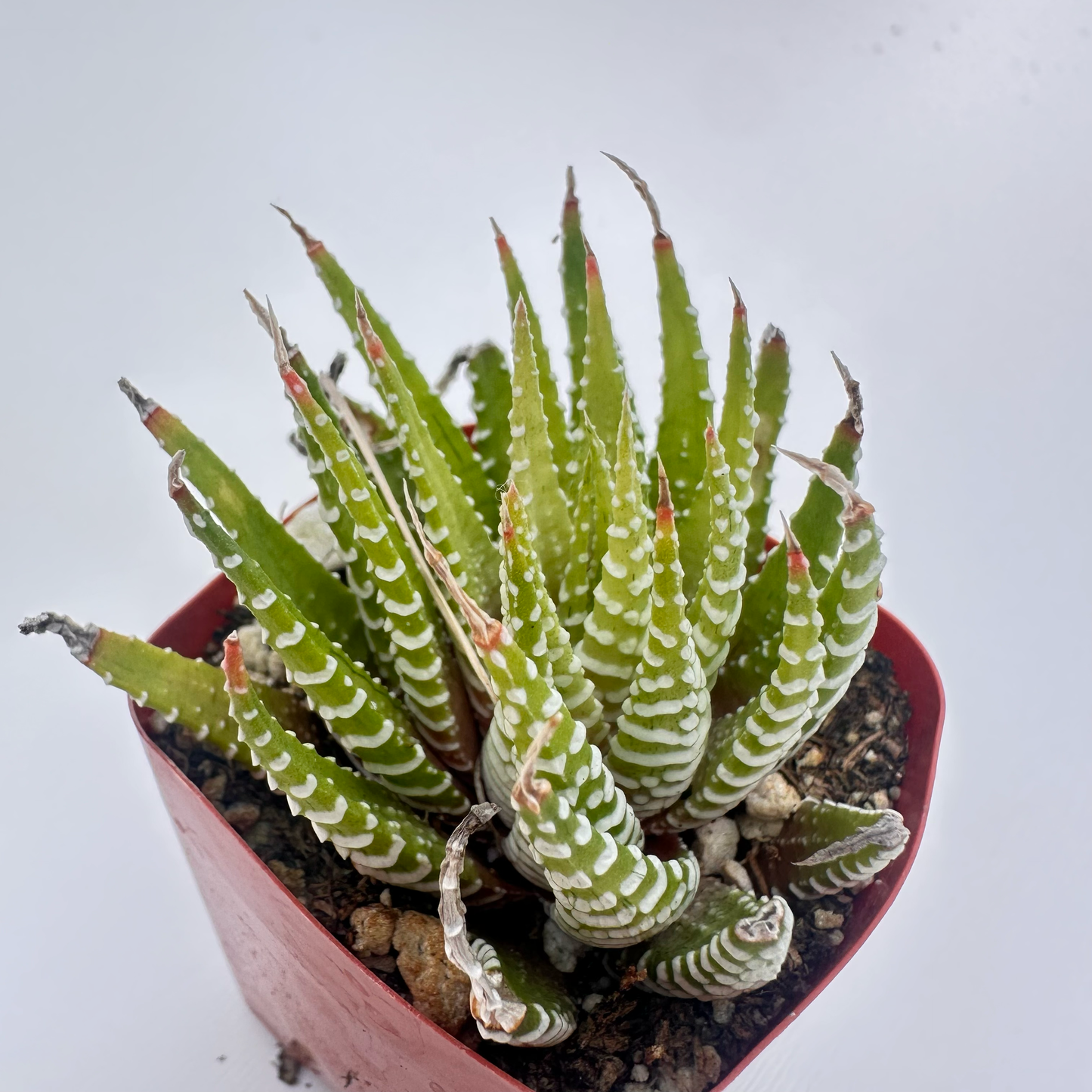 Golden Zebra(Haworthia fasciata)
