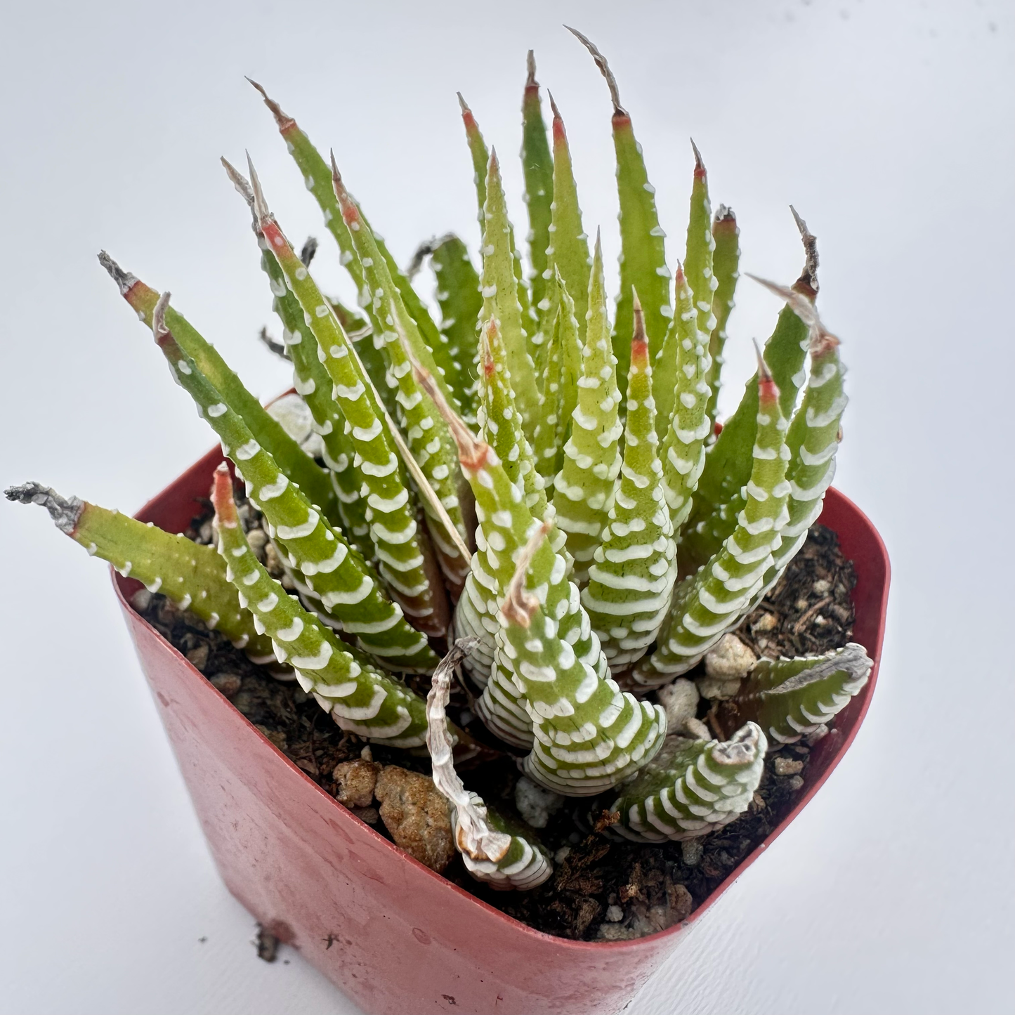Golden Zebra(Haworthia fasciata)