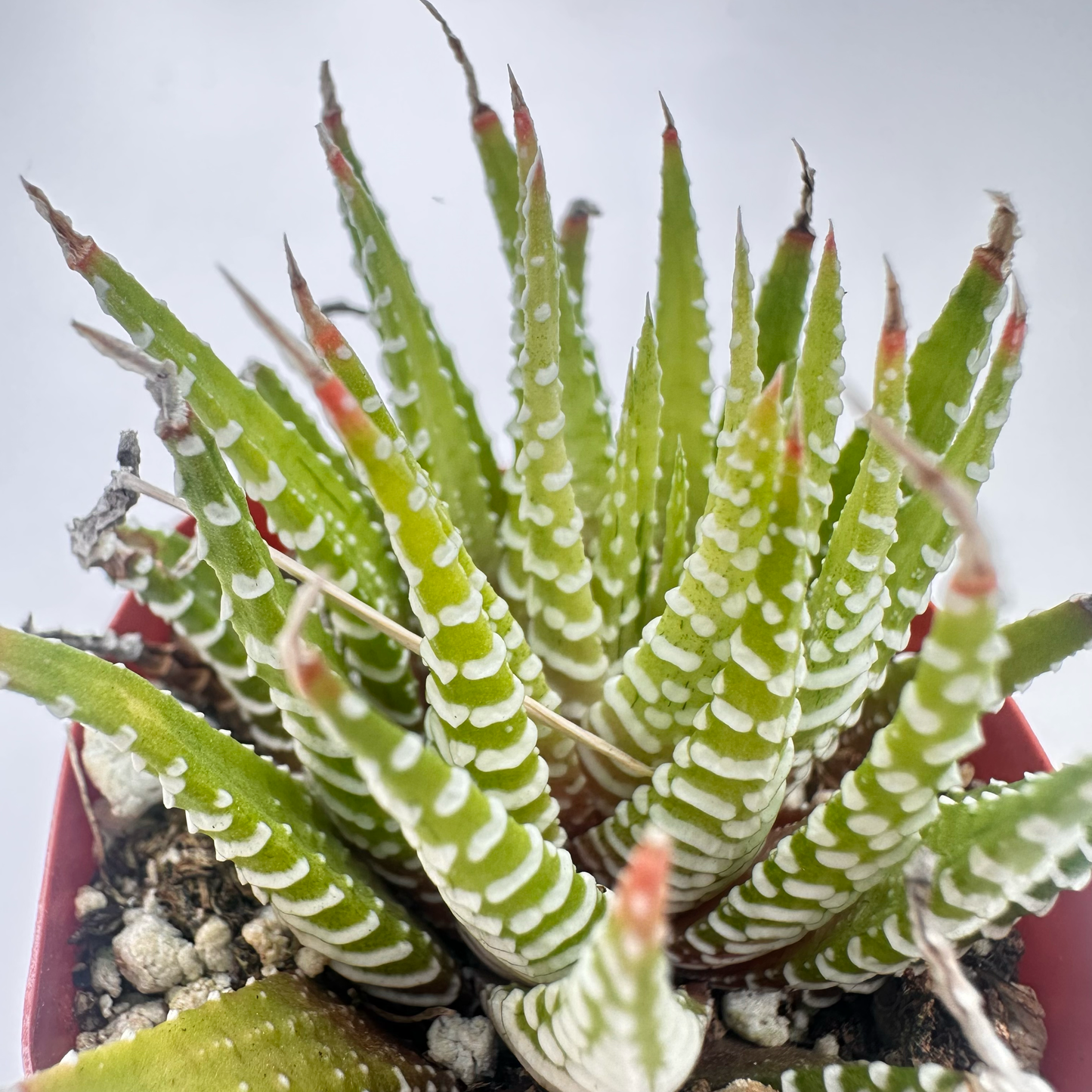 Golden Zebra(Haworthia fasciata)