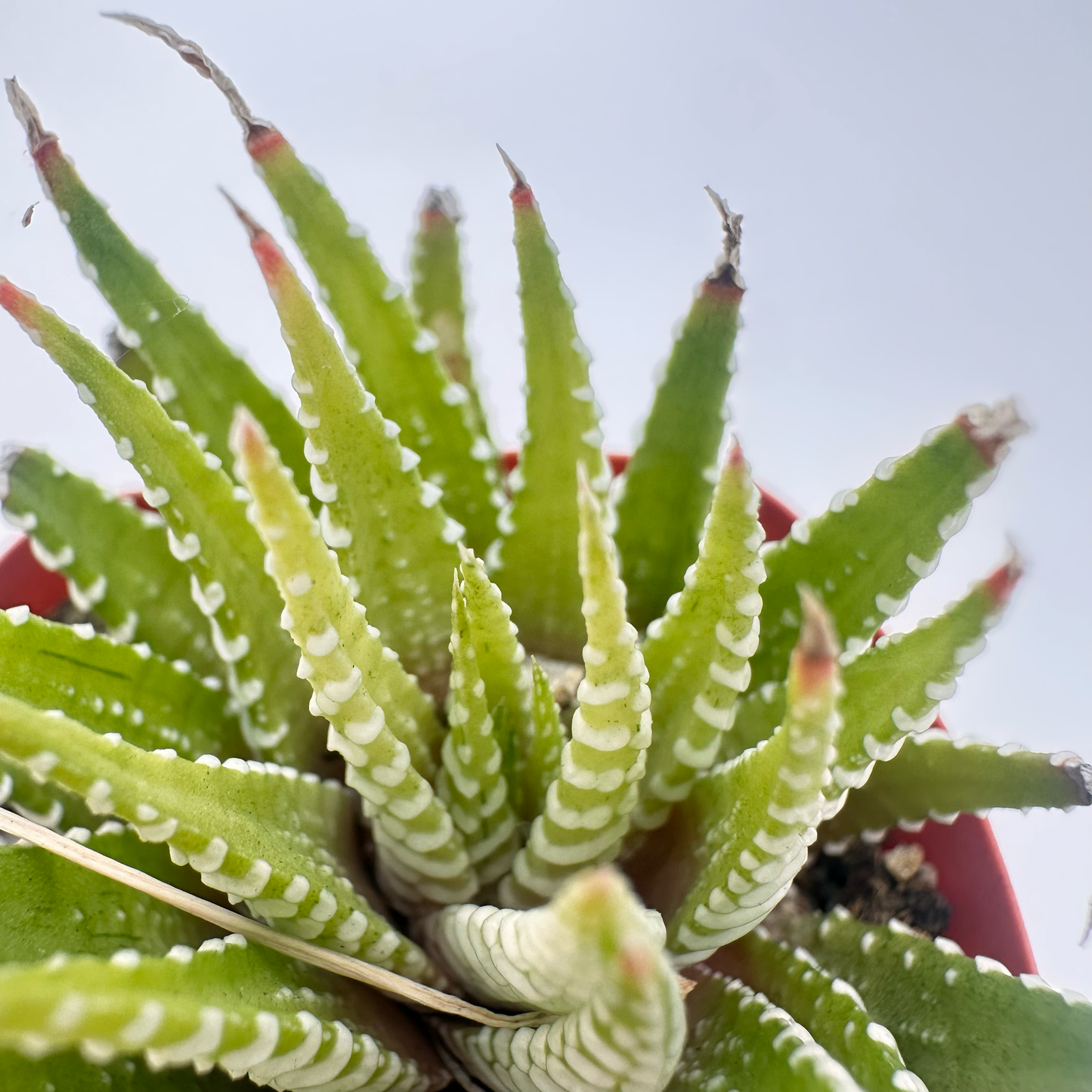 Golden Zebra(Haworthia fasciata)