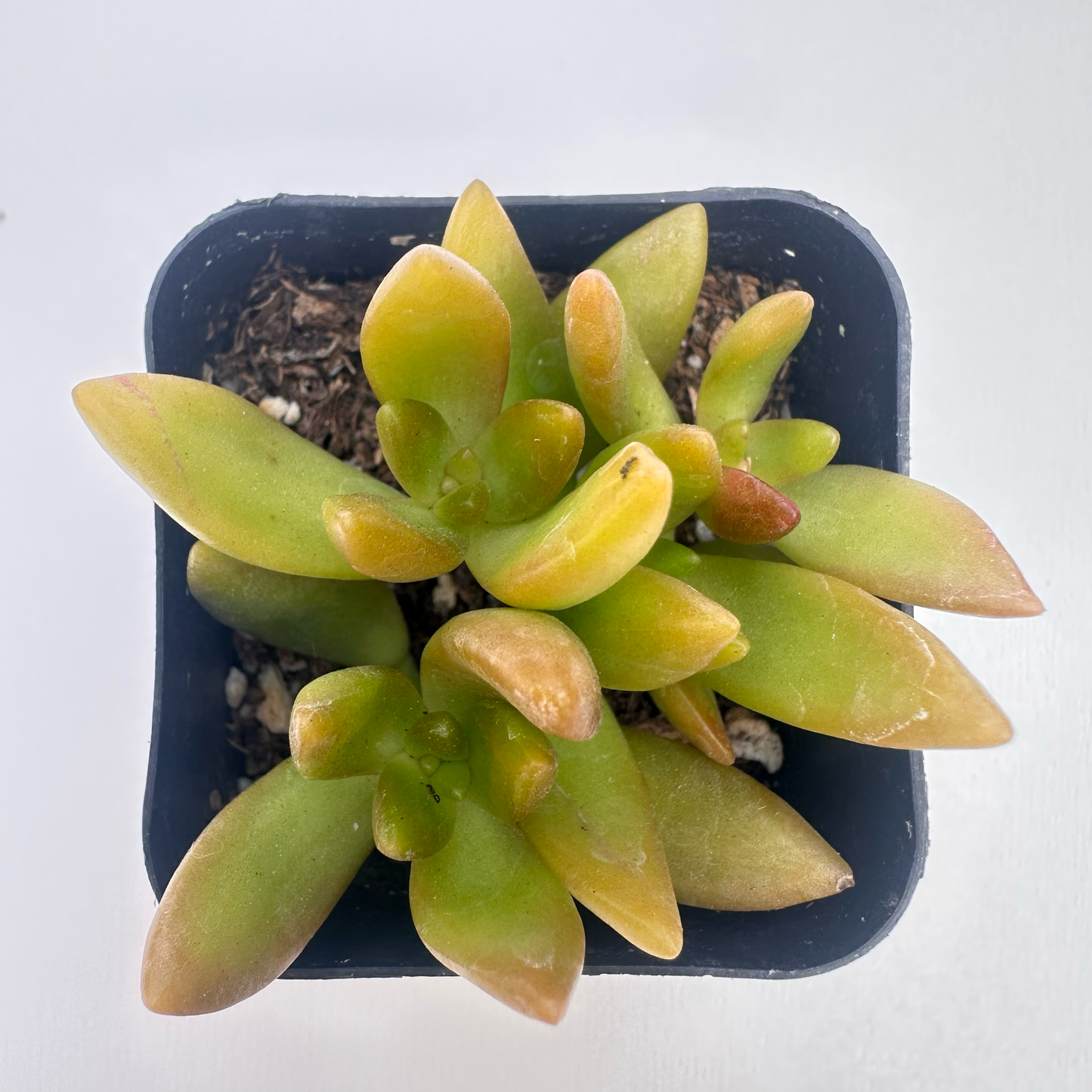 Sedum adolphi(Golden Sedum)