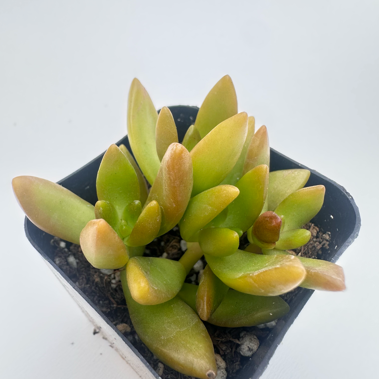 Sedum adolphi(Golden Sedum)