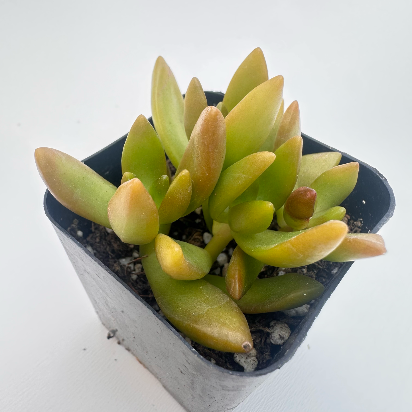 Sedum adolphi(Golden Sedum)