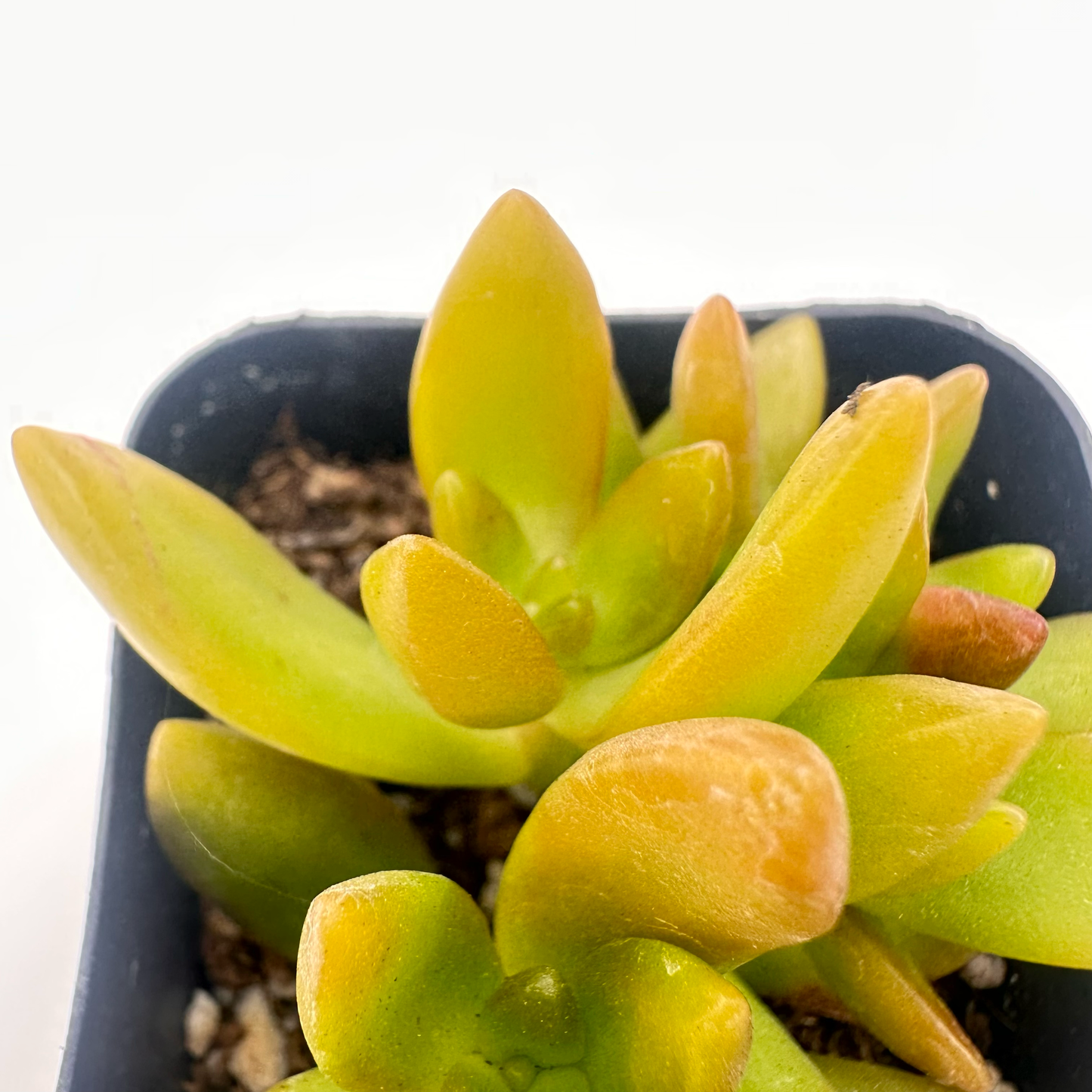 Sedum adolphi(Golden Sedum)