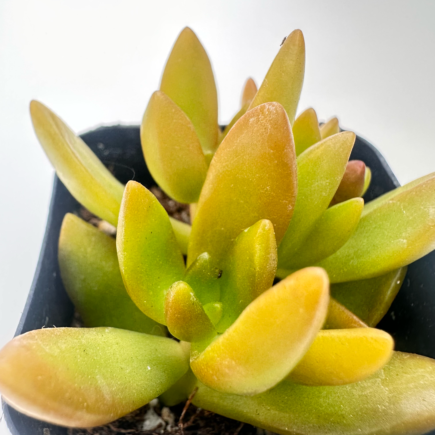 Sedum adolphi(Golden Sedum)