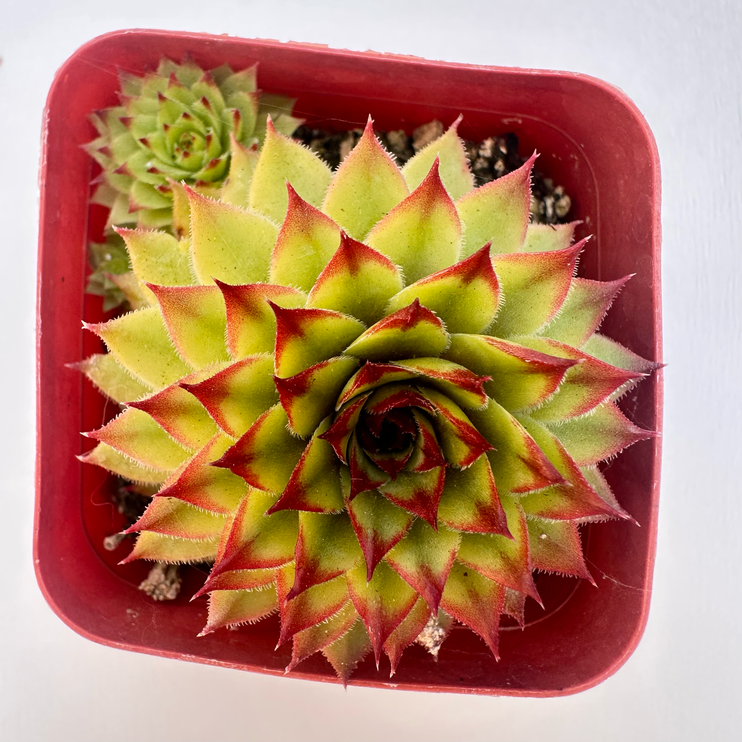Echeveria agavoides 'Lipstick'(Lipstick Wax Agave)