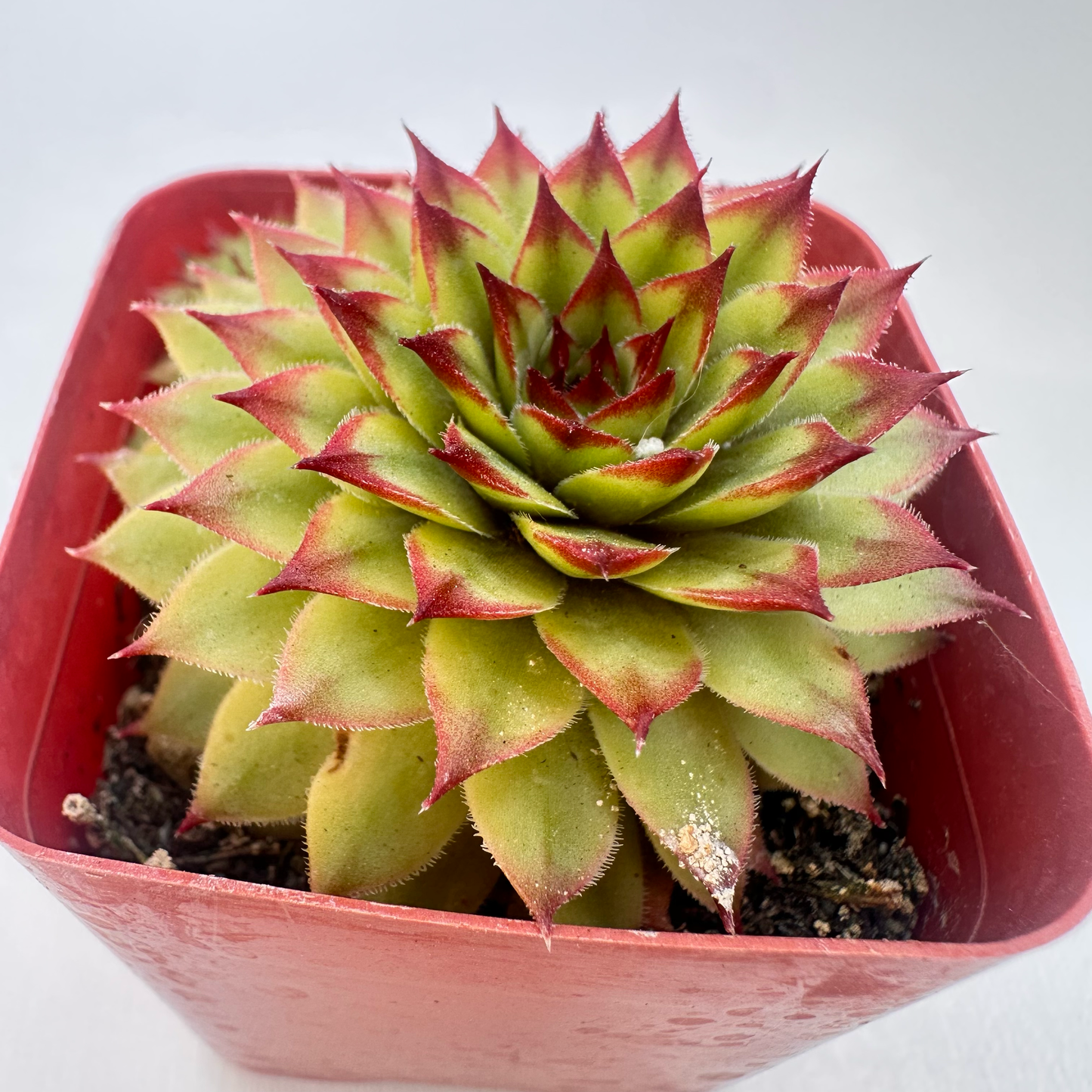 Echeveria agavoides 'Lipstick'(Lipstick Wax Agave)