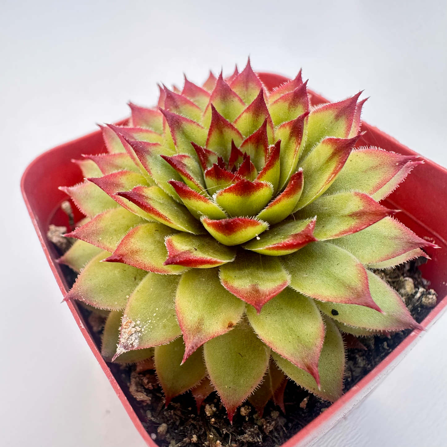 Echeveria agavoides 'Lipstick'(Lipstick Wax Agave)