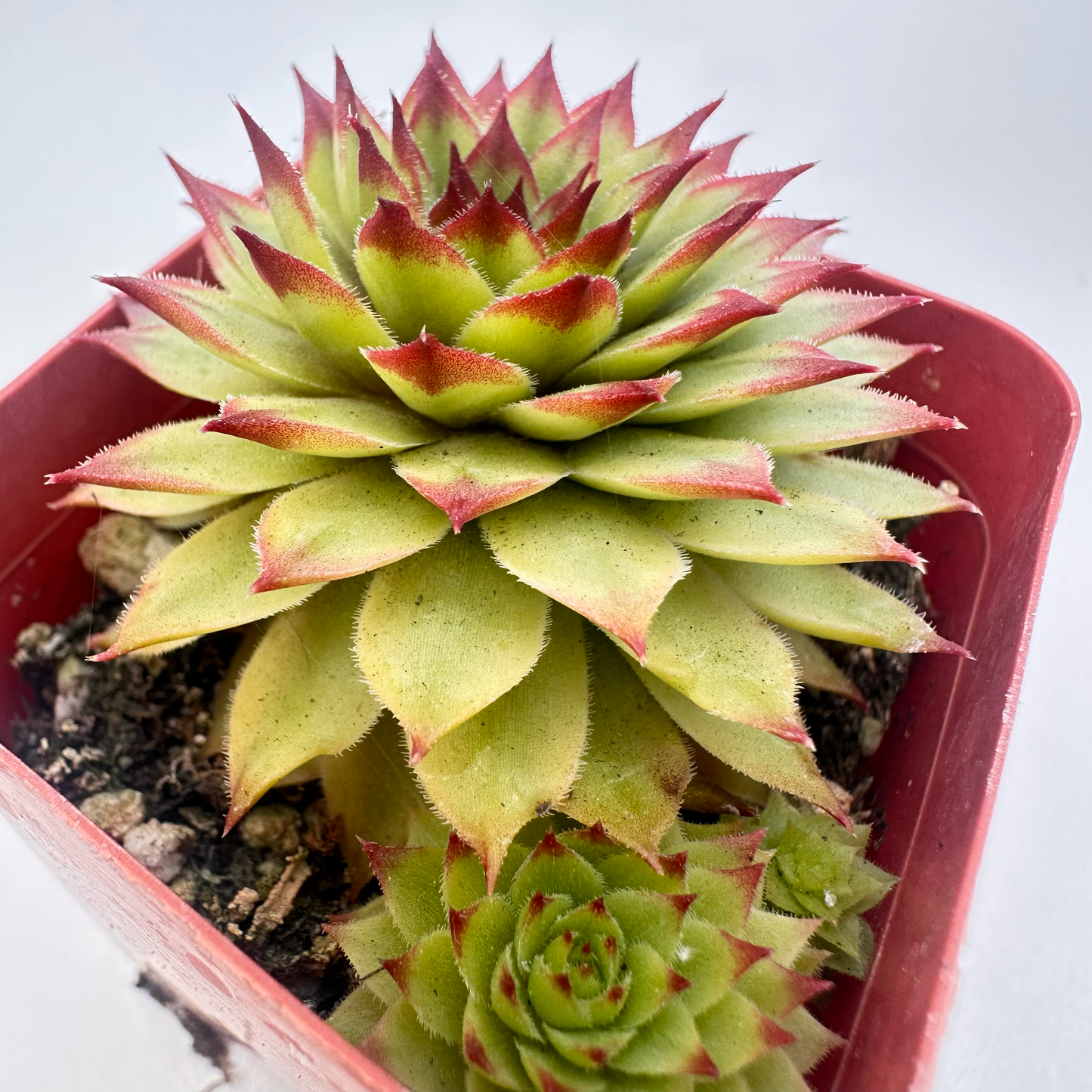 Echeveria agavoides 'Lipstick'(Lipstick Wax Agave)
