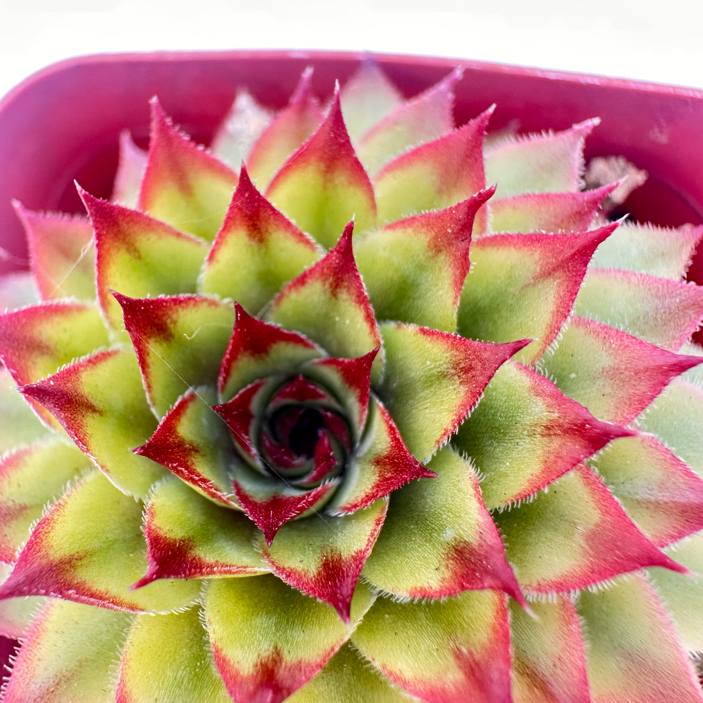 Echeveria agavoides 'Lipstick'(Lipstick Wax Agave)