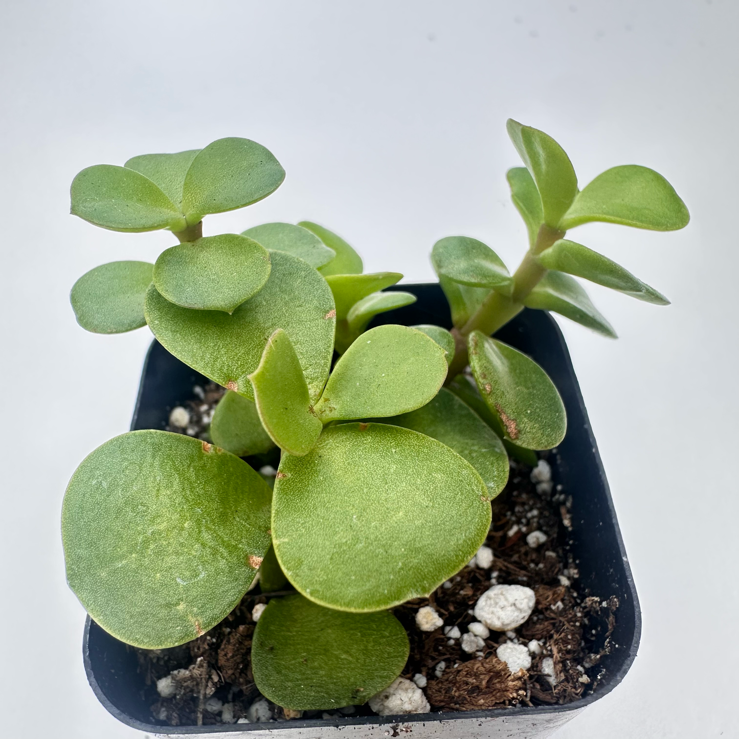Portulacaria afra-Elephant Bush